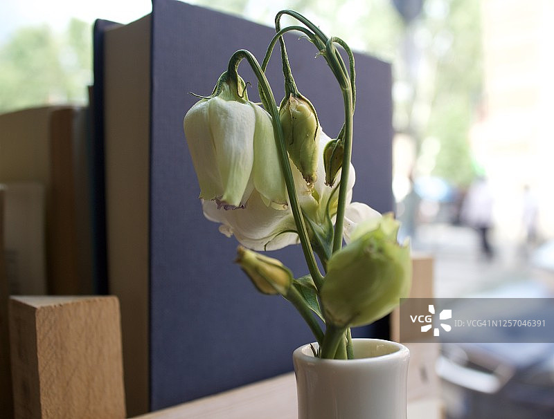 白玫瑰与书籍图片素材