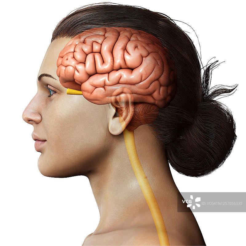 3D渲染：女性大脑解剖医学精确图图片素材