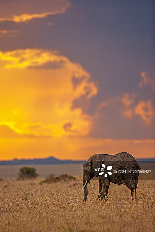 平原日落时分的大象图片素材
