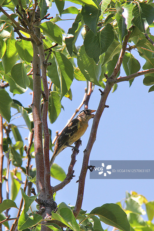 黑头灰雀图片素材