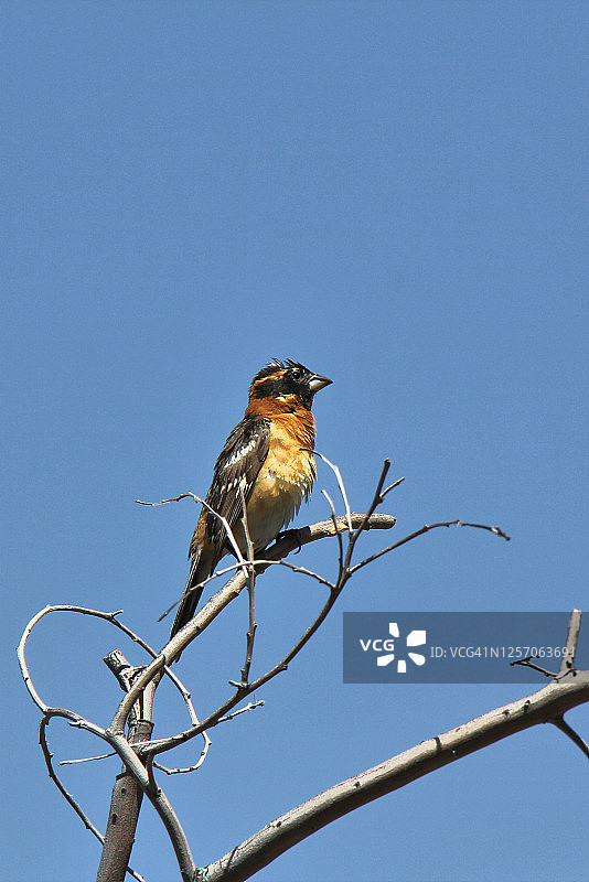 黑头灰雀图片素材
