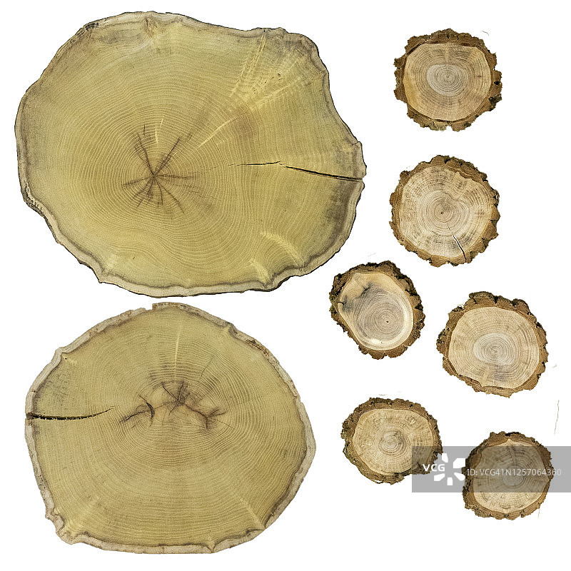 木片年轮树干横截面库存插图图片素材
