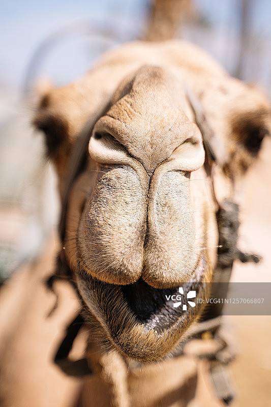 准备骑乘的骆驼鼻子特写竖版照片图片素材