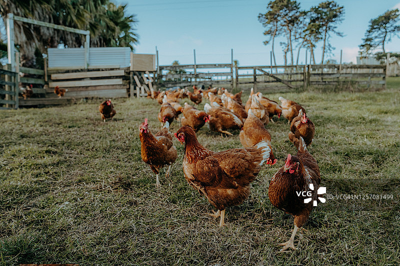 新西兰大型农场中奔跑觅食的放养鸡图片素材