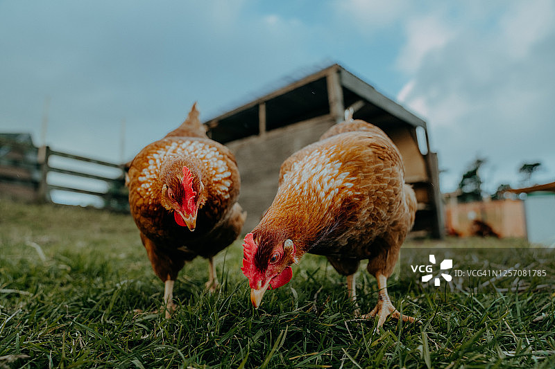 新西兰大型农场中奔跑觅食的放养鸡图片素材