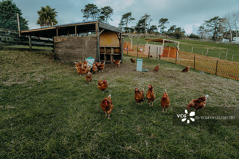 新西兰大型农场中奔跑觅食的放养鸡图片素材