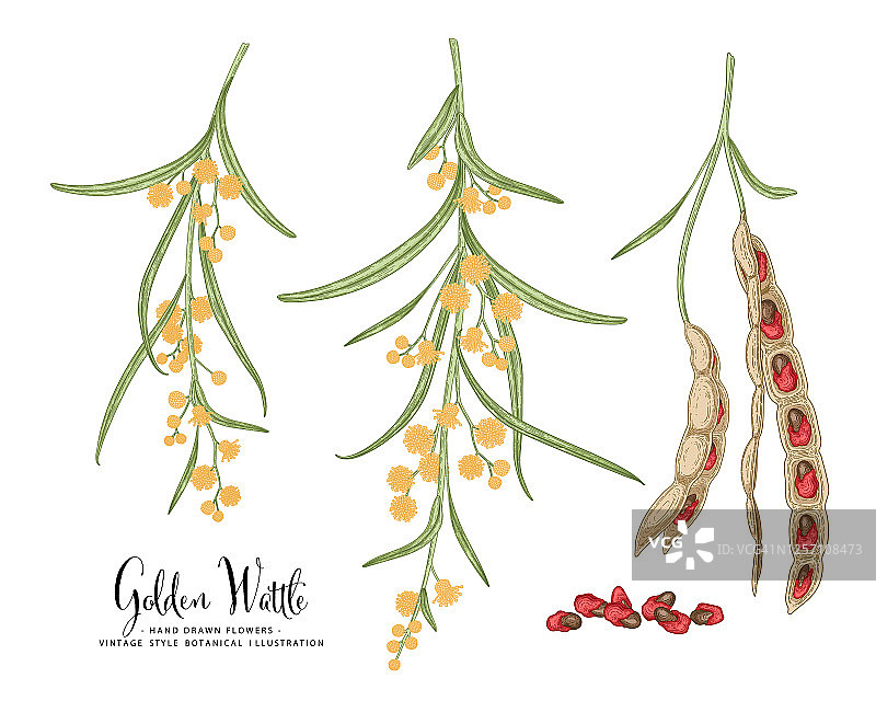 金合欢装饰素描矢量图：花、叶、豆荚。手绘植物学插图。白色背景上的线条艺术隔离素材。植物图纸。复古风格元素。图片素材
