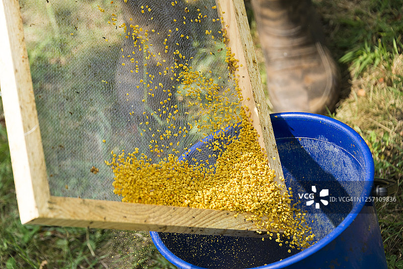 养蜂人采集花粉，照料蜂箱图片素材
