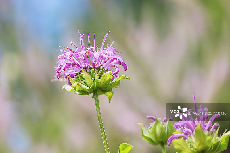 蜂香薄荷花图片素材
