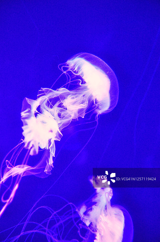 海荨麻图片素材