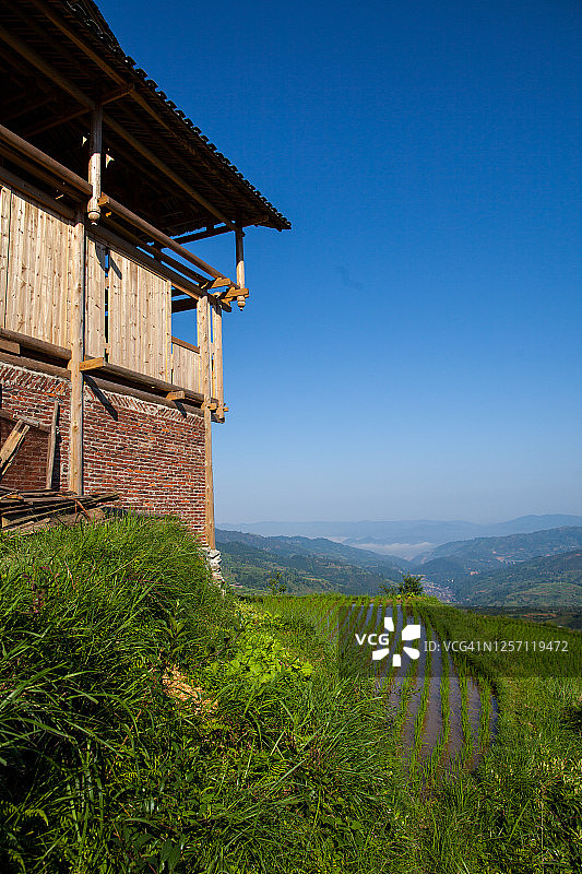 稻田旁的农舍建筑图片素材