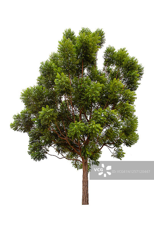 白色背景下的大绿树（印度楝树）图片素材