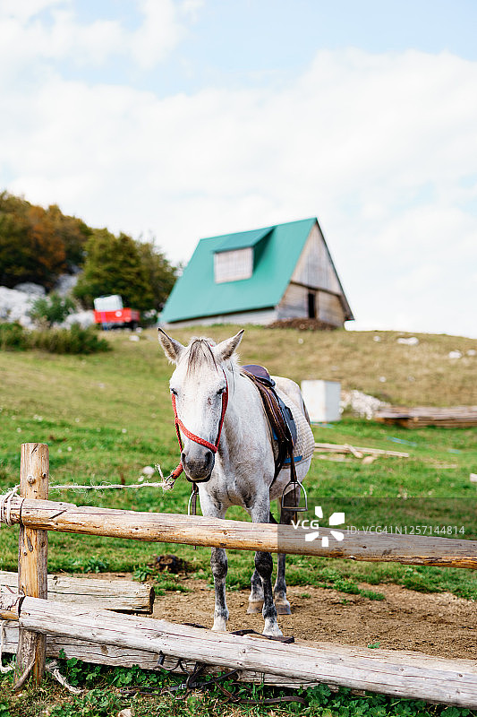 在围场里的白马，背景是山坡上的房子图片素材