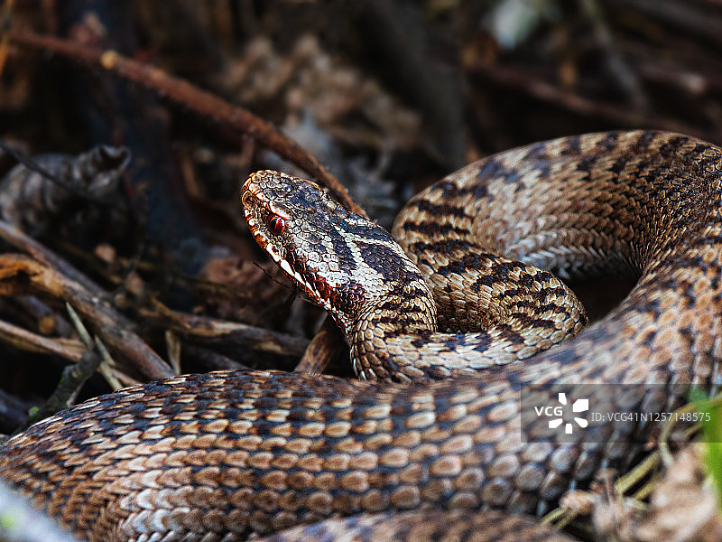 森林中红眼睛棕色蛇的特写。森林垫料上的蝰蛇图片素材