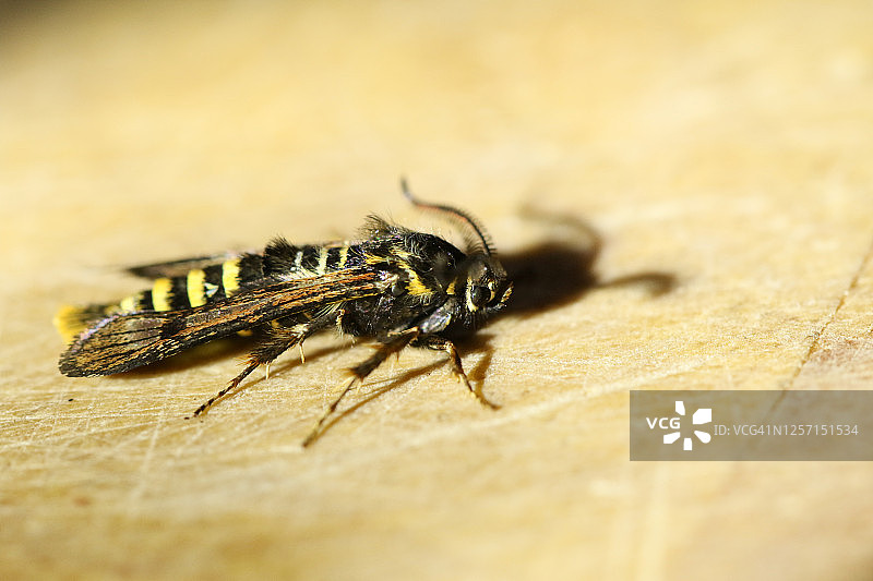 一只罕见的覆盆子透翅蛾停留在木头上图片素材