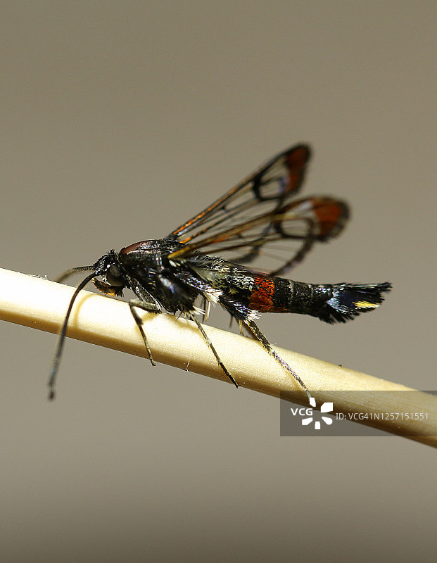 栖息在树枝上的稀有红翅透翅蛾图片素材