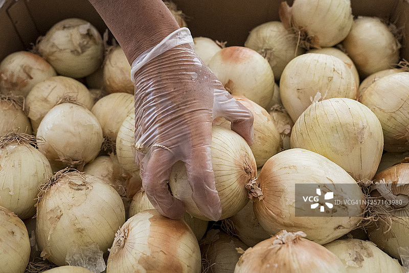 白洋葱图片素材