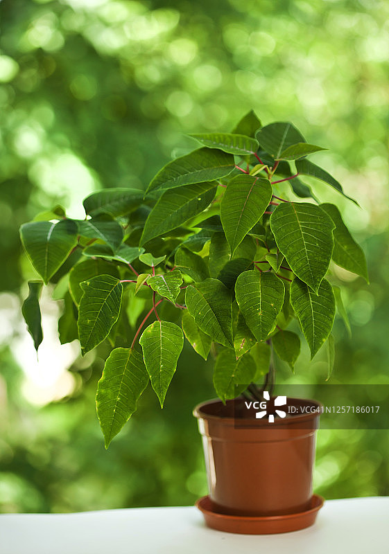 大戟属盆栽植物图片素材