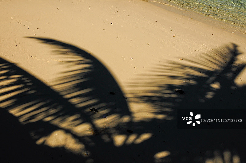 黄色沙滩上棕榈叶的影子图片素材