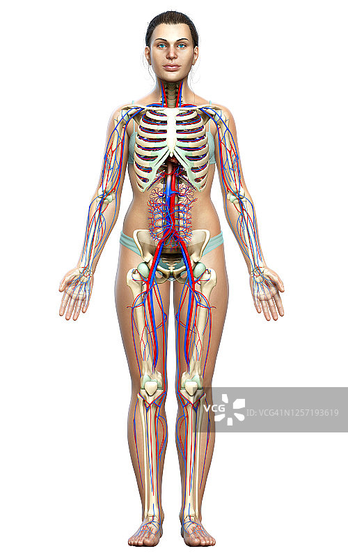 3D渲染的医学精确女性循环系统和骨骼系统图图片素材