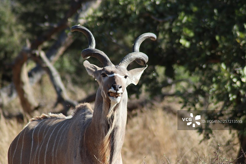 大捻角羚公牛图片素材