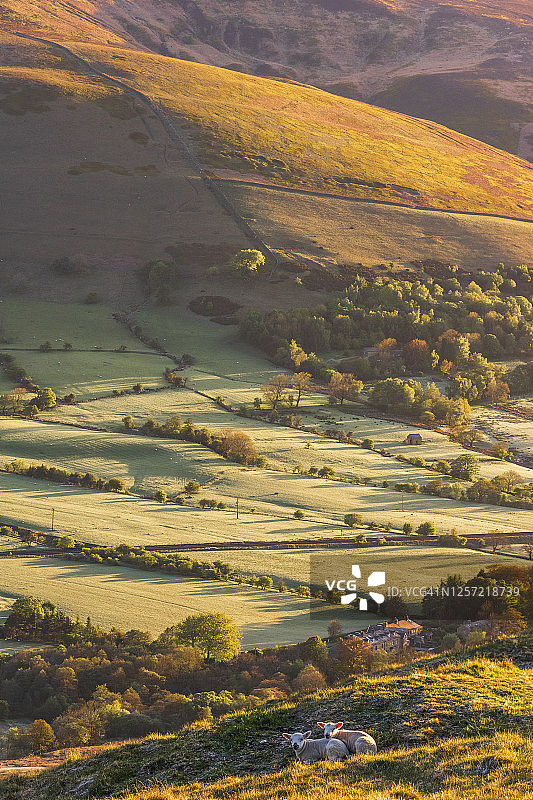 两只春羔在德比郡埃代尔上方图片素材