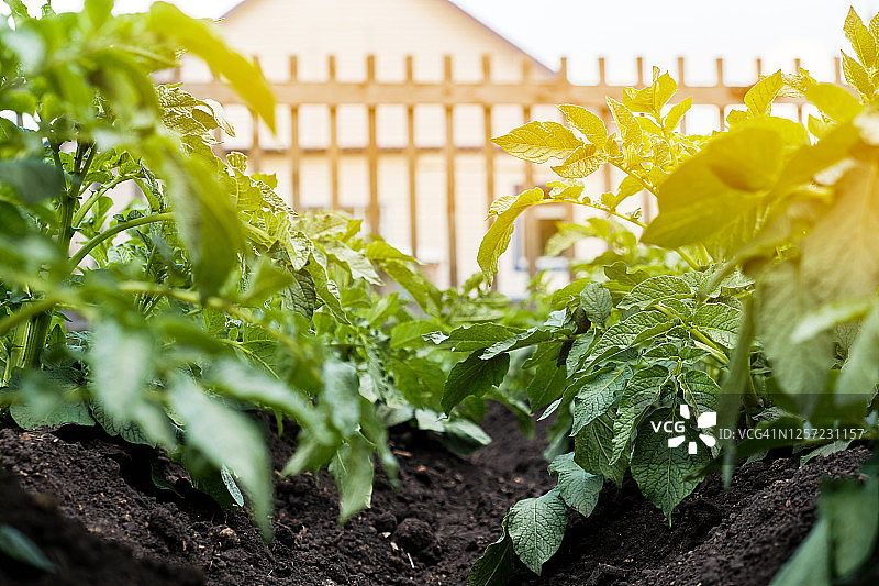 有机菜园中生长的新生土豆苗图片素材