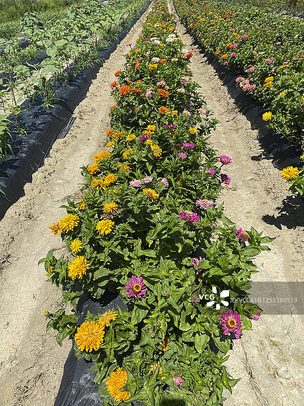 田野里的百日草图片素材