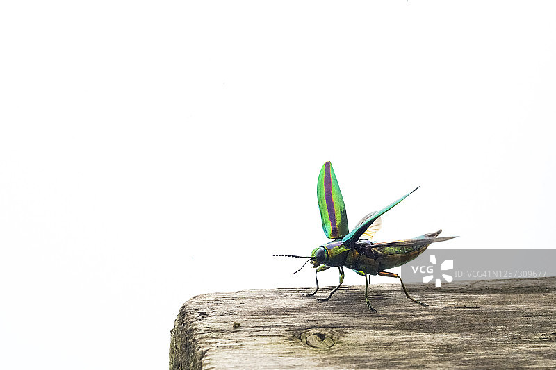 吉丁虫图片素材