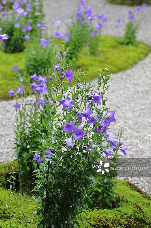 雨后，在被称为源氏花园的苔藓和白色砂砾旱景花园中盛开的美丽紫色气球花（日本桔梗）图片素材