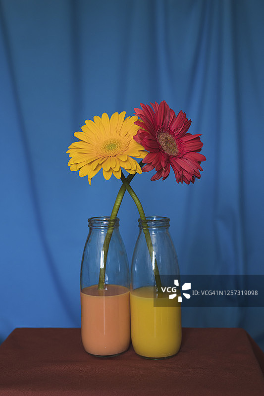 彩色水瓶中缠绕的两朵鲜花影棚照图片素材