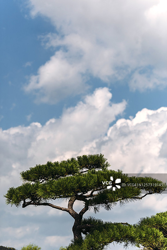 日本松树上空的白云图片素材