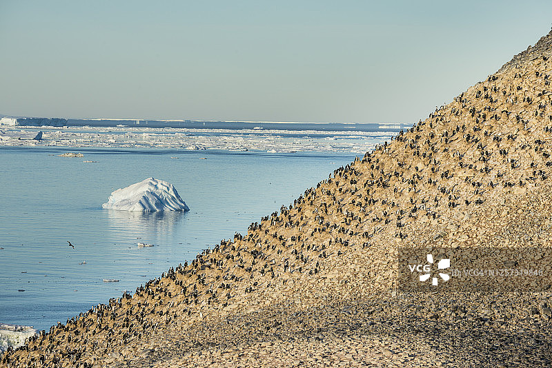 波let岛上的帝企鹅群落（Leucocarboatriceps）图片素材