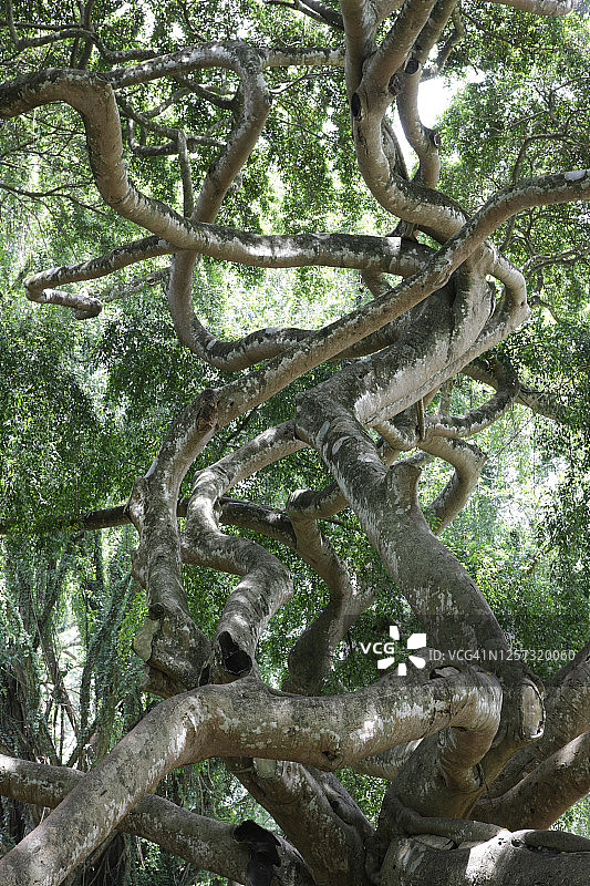 斯里兰卡中央省康提皇家植物园的缠绕垂榕图片素材