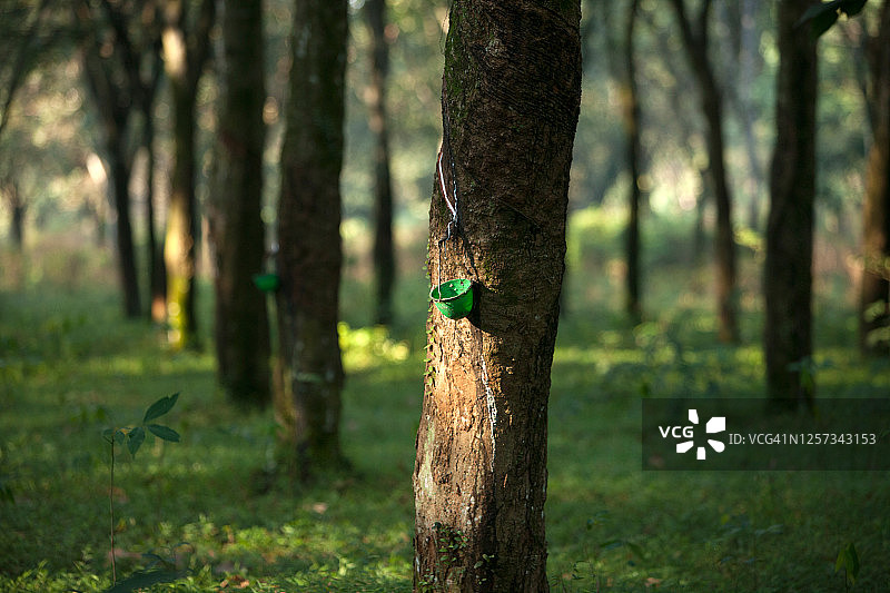 橡胶树胶乳采集图片素材