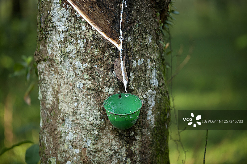 橡胶树割胶特写图片素材