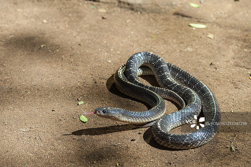 银环蛇图片素材