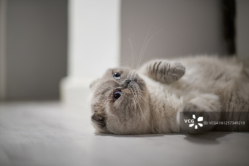 苏格兰折耳猫的猫图片素材