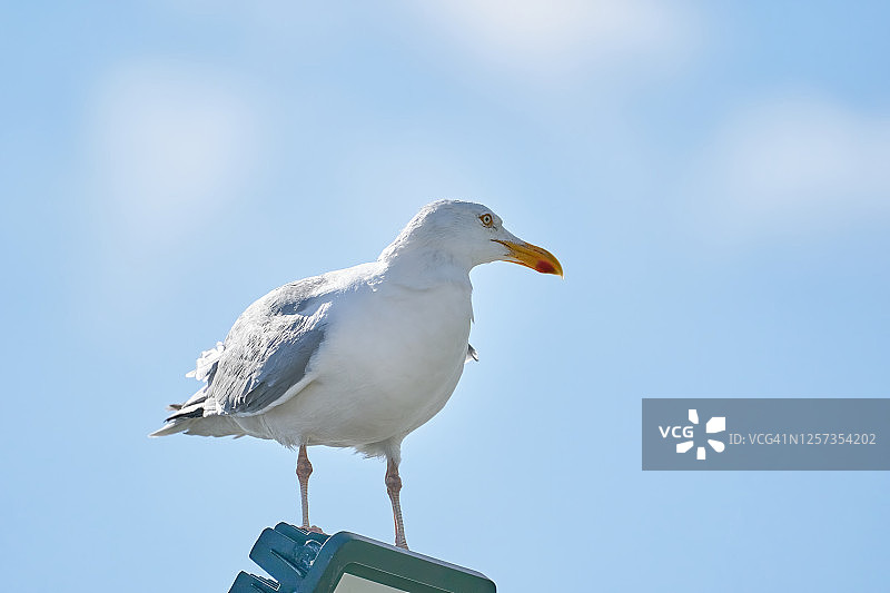 阳光下，海鸥傲立于蓝天图片素材