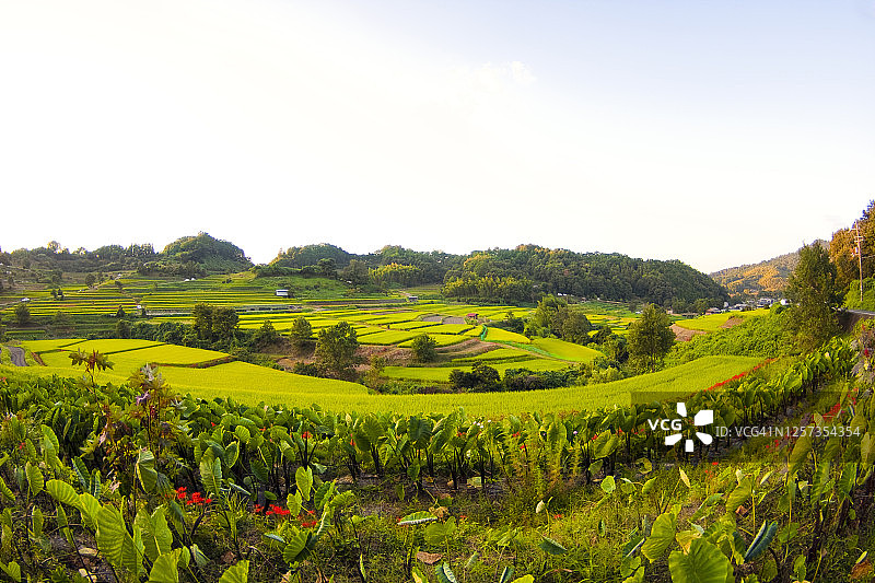 明日香村的梯田图片素材