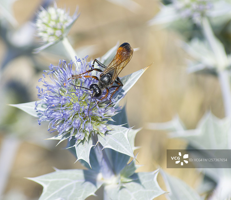 沙蜂在海滩上吸吮丁香花图片素材