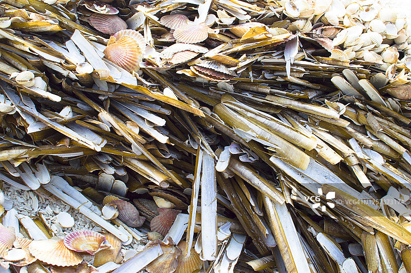 用于制造海洋肥料的贝壳山图片素材