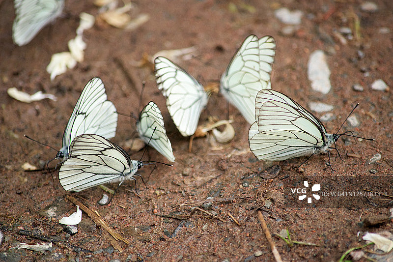 河岸边美丽的白蝴蝶特写图片素材