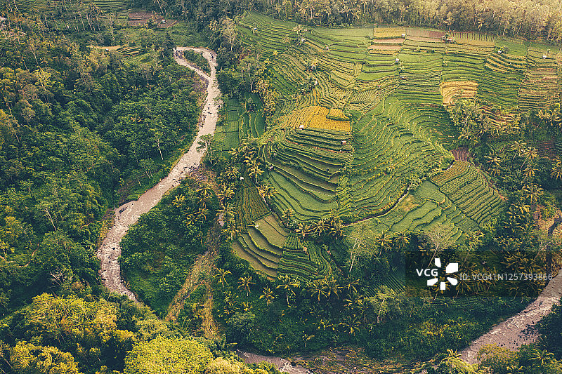 巴厘岛日出时分的梯田航拍图片素材