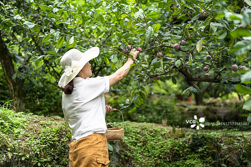 采摘李子的中年妇女图片素材