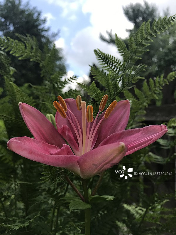 阳光下盛开的粉色百合花特写图片素材