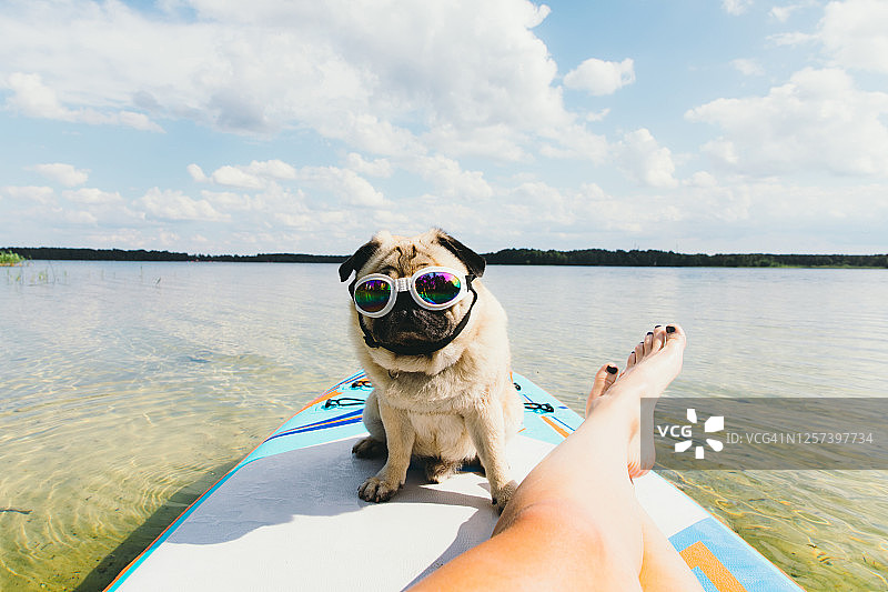 女人在湖上用桨板冲浪，可爱的狗戴着太阳镜图片素材