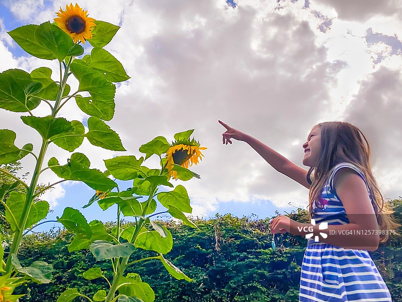 年轻女孩与她的巨型向日葵合影，非常开心图片素材