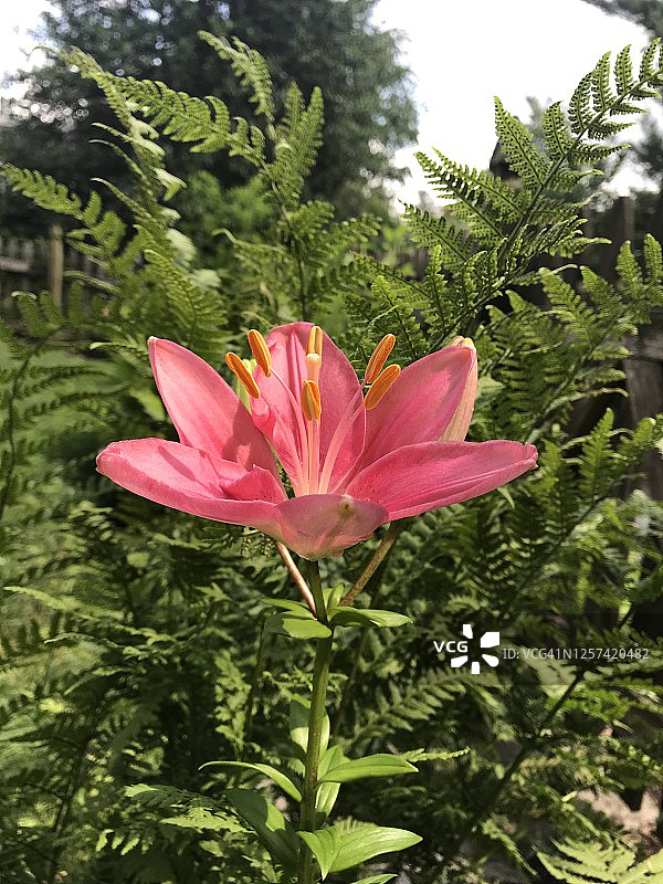 花园里的深粉色百合图片素材