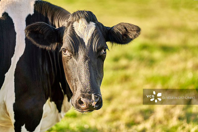 荷斯坦奶牛肖像图片素材